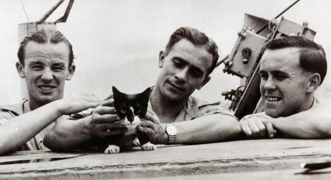 Simon Naval cat 