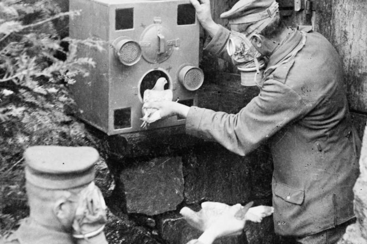 Military carriers pidgeons of world wars military communications 