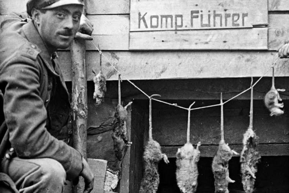 Trench rats 